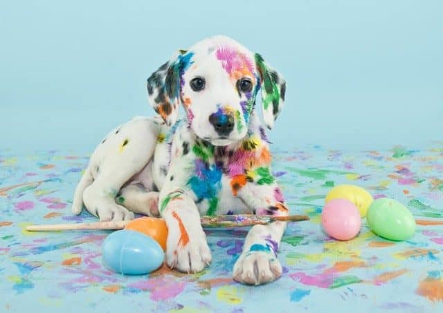 The 60 Most Downloaded Images in 2018 from Top Stock Photo Agencies Compared Adobe Stock Most Downloaded Dalmatian Puppy Paint Easter Eggs