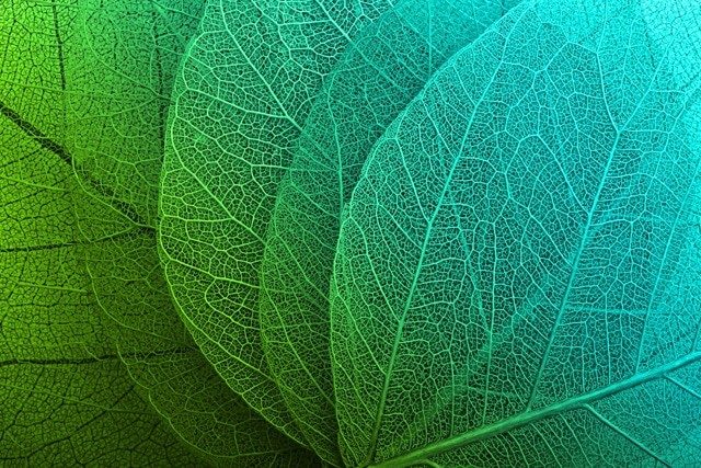 The 60 Most Downloaded Images in 2018 from Top Stock Photo Agencies Compared Depositphotos Most Downloaded Leaves Pattern Macro Background