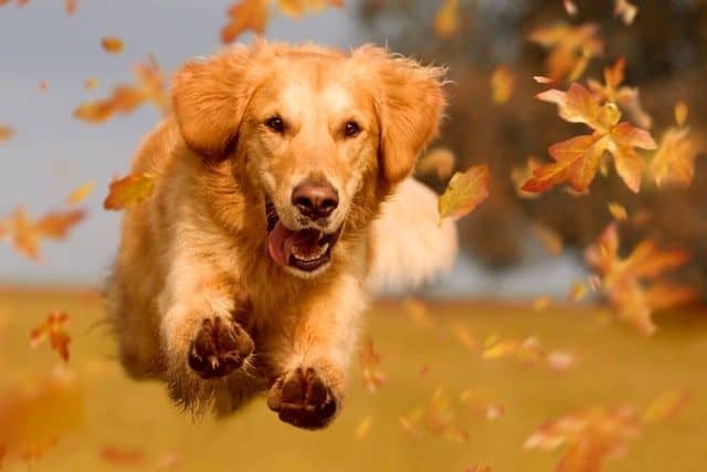 The 60 Most Downloaded Images in 2018 from Top Stock Photo Agencies Compared Dreamstime Most Downloaded Golden Retriever Dog Jumping Autumn Leaves