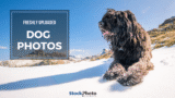 Fresh Canine Content: How Frequently Stock Sites Update Their Dog Image Libraries
